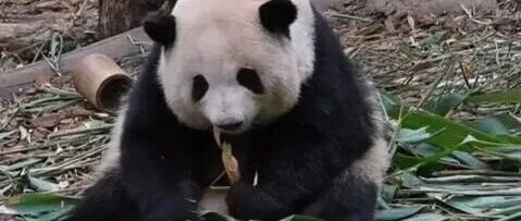 导游讲解称网红大熊猫“花花”是残疾，旅行社致歉：涉事导游系分社外聘带团人员，将根据调查结果，对涉事分社及相关责任人予以严肃处理-嗨新闻