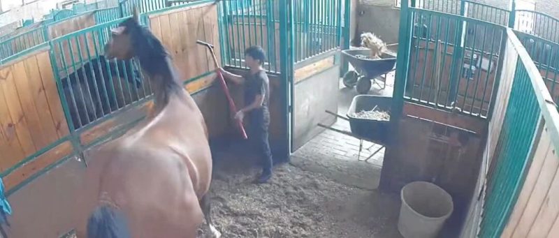 中马协通报一马术运动公司涉嫌虐马：涉事饲养员存在击打马匹行为，已被辞退，两年内不得从事马术相关工作-嗨新闻