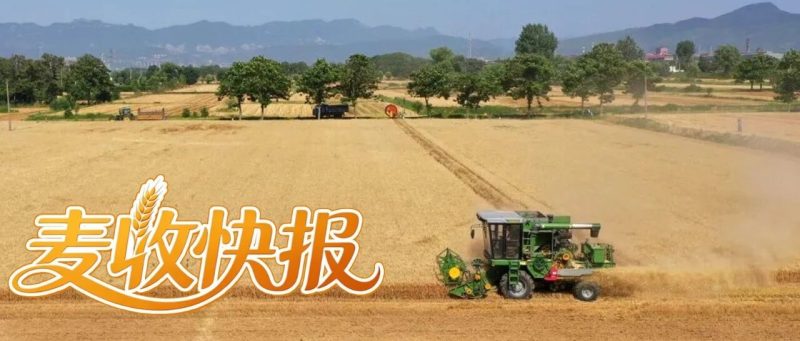 6月6日全国夏粮小麦收获进度58.87%|麦收快报-嗨新闻